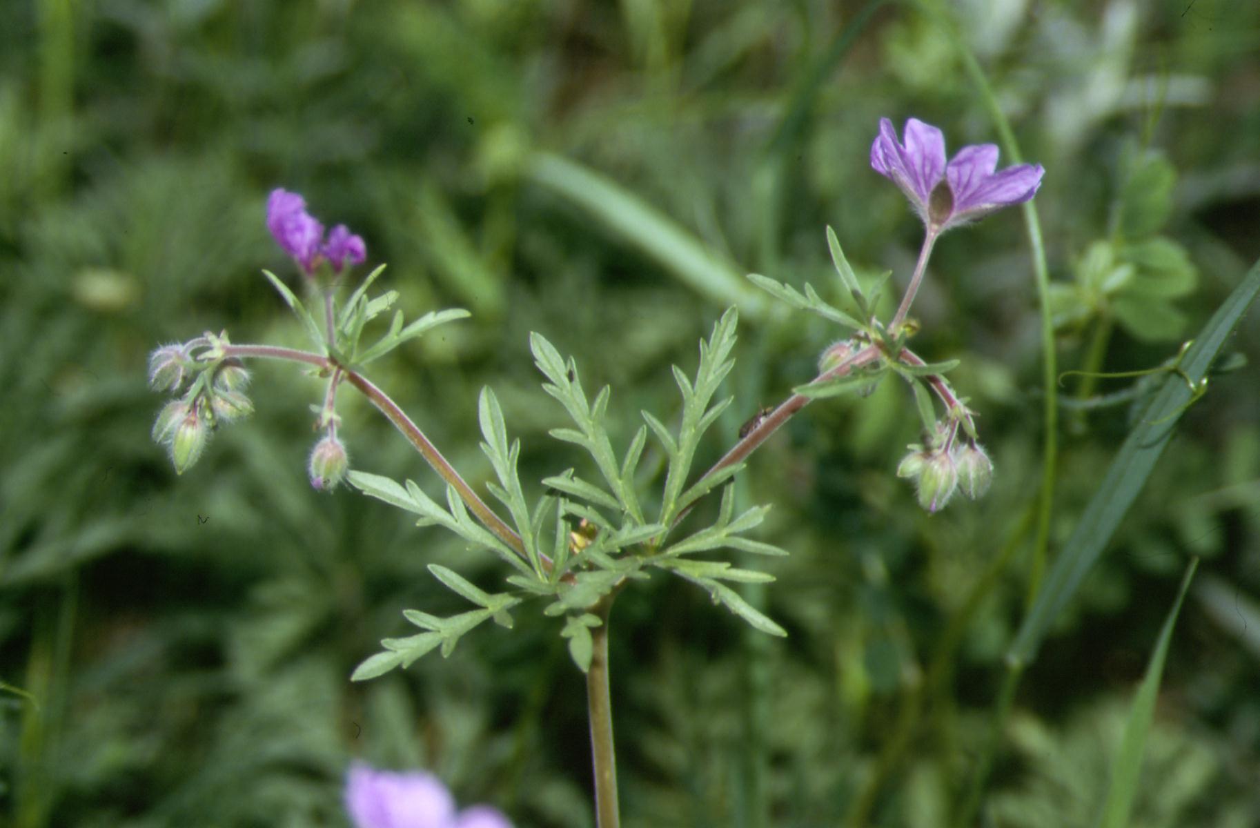 In Abruzzo c'' ... Geranium tuberosum
